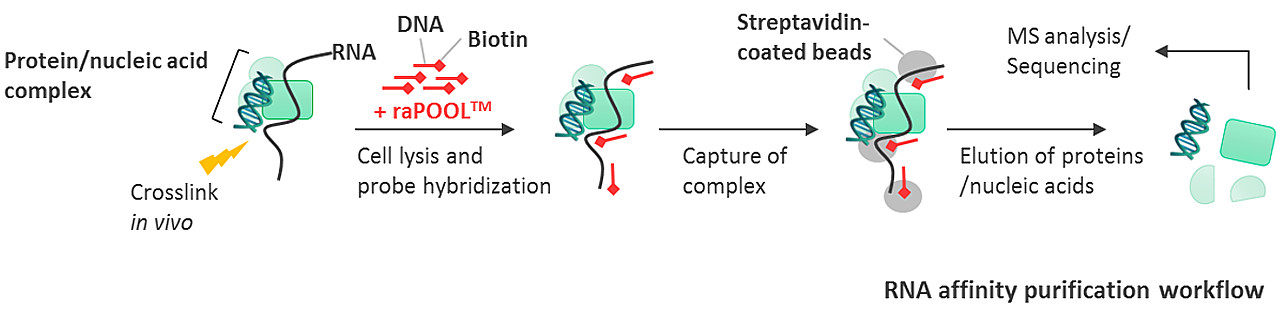 RNA affinity purification workflow