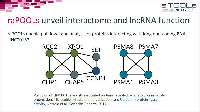 raPOOLs unveil interactome and IncRNA function