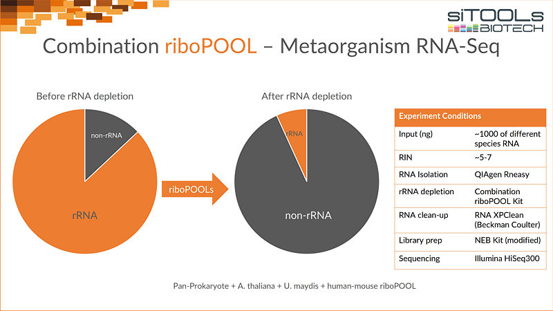 Combination riboPOOL - Metaorganism RNA-Seq