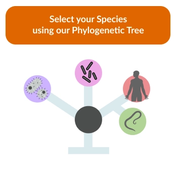 Select your Species using riboPOOLs Phylogenetic Tree