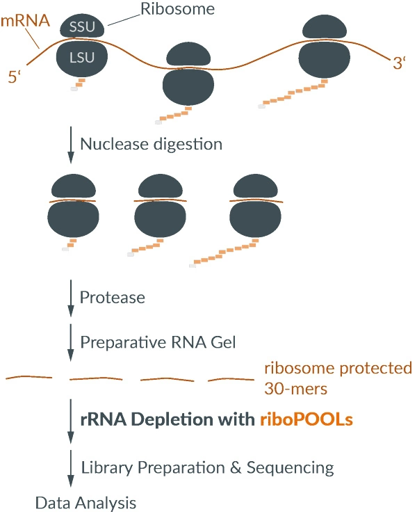 rRNA DEpletion with riboPOOLs