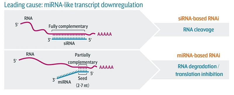Leading Cause: miRNA-like transcript downregulation