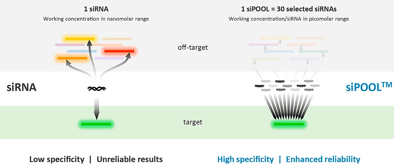 How siPOOLs Improve Specificity