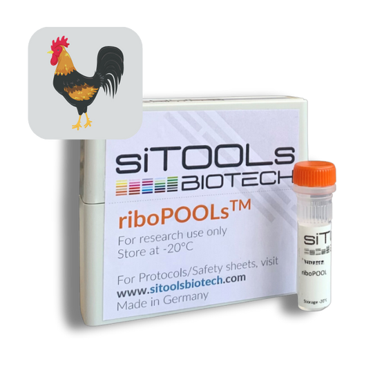 Gallus gallus domesticus riboPOOL