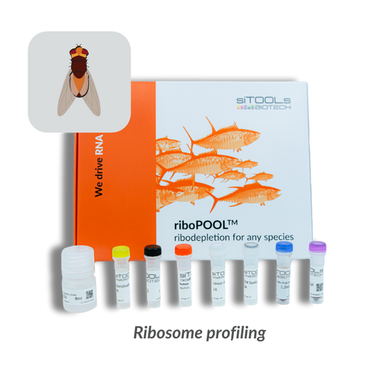 Drosophila melanogaster Ribo-Seq riboPOOL