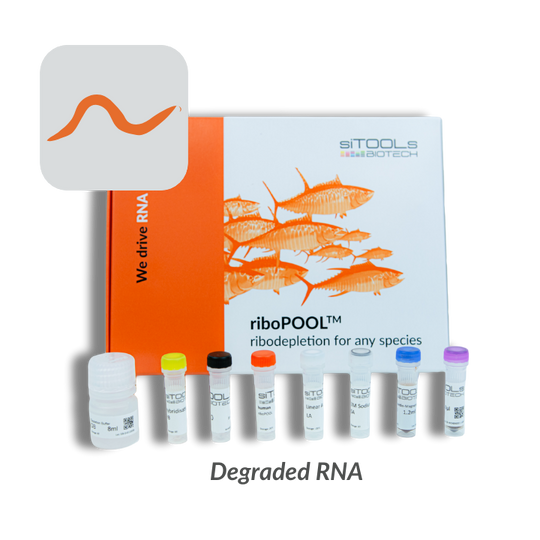 Caenorhabditis elegans intact and degraded RNA riboPOOL